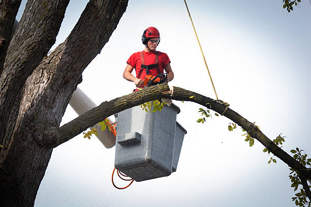 Best Palm Tree Trimming  in Mccom, MS