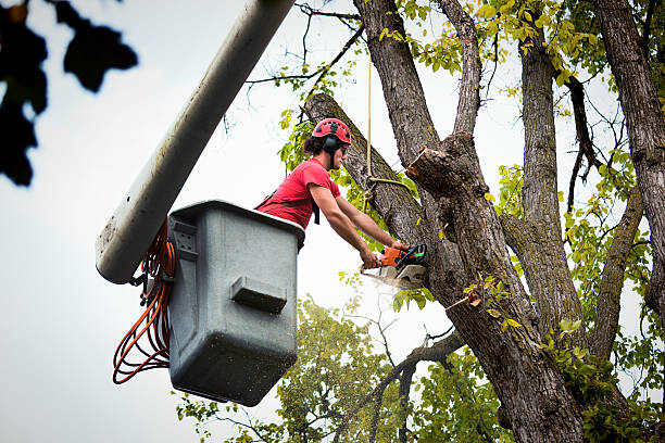 Best Commercial Tree Services  in Mccom, MS